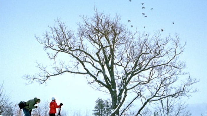 Halls - Birds